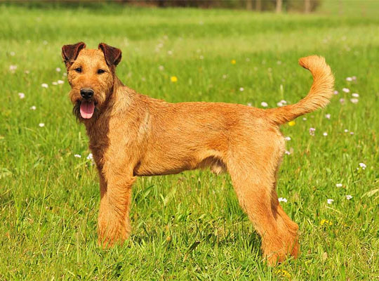 Introduction to the Irish Terrier
